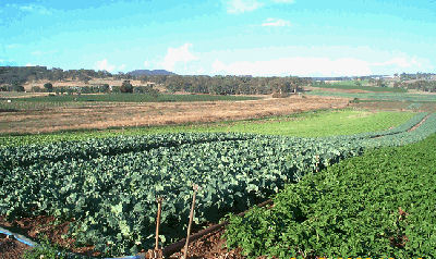 Cauliflowers, lettuce and potatoes